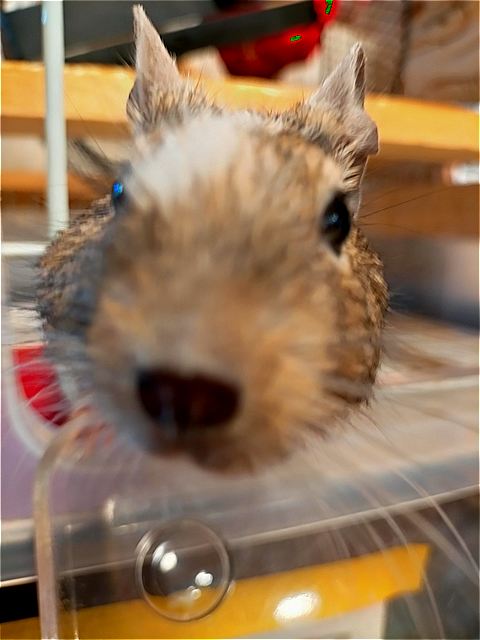 ロイちゃん①