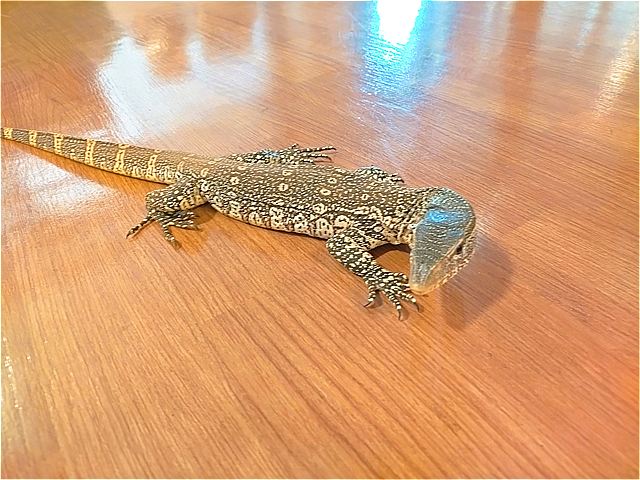 ヤルさん②