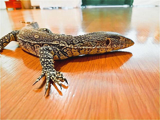 ヤルさん④