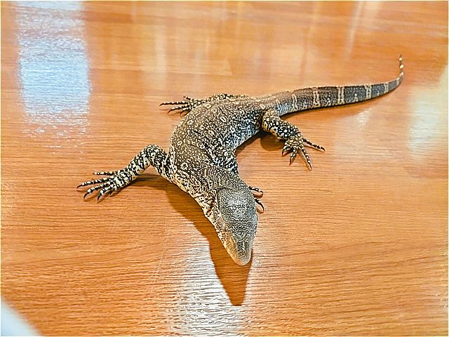 ヤルさん③