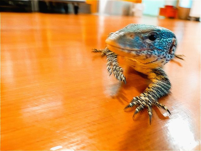 ヤルさん⑤