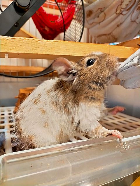 ロイちゃん②