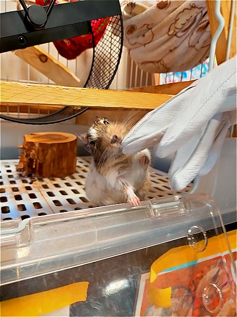 ロイちゃん③